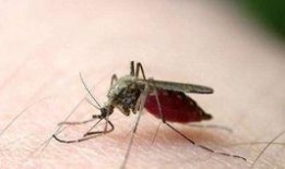 爆料大蚊子的视频播放在线观看,独家视频播放在线观看，带你领略神秘生物世界